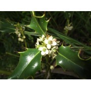 Holly (Ilex aquifolium) 12 ml