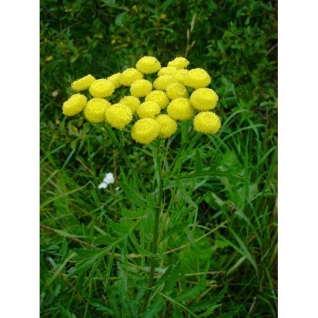 Tanaceto (Tanacetum vulgare) 12 ml