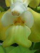 Orquídea de Conexión Dévica (Vanda denisoniana) - 60 ml