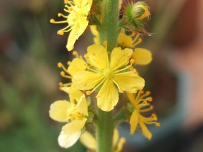 geo-Agrimony (Agrimonia eupatoria) - 12 ml