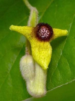 Pipa del Holandés (Aristolocha tomentosa) - 60 ml