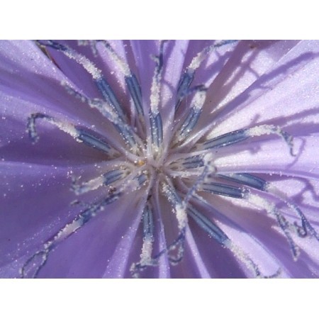 Chicory (Cichorium intybus) 60 ml
