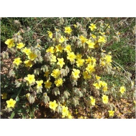 Rock Rose-sensitive (Helianthemum hirsutum) 12 ml