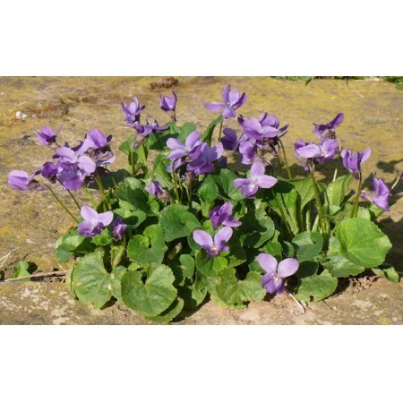 Violeta (Viola alba) 60 ml