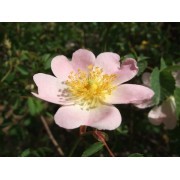 Wild Rose (Rosa canina) 60 ml