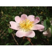 Wild Rose (Rosa canina) 12 ml