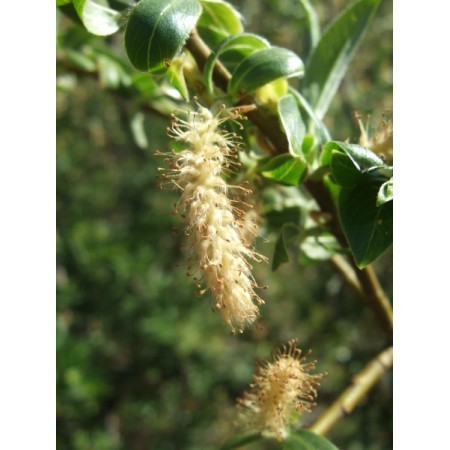 Willow (Salix vitellina) 60 ml