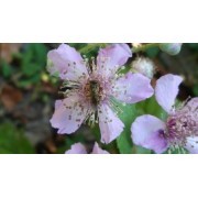 Zarzamora (Rubus ulmifolius) 12 ml