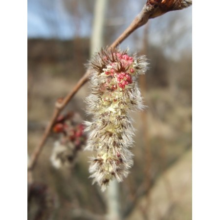 Aspen (Populus tremula) 12 ml