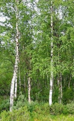 Abedul (Betula pendula) - 60 ml