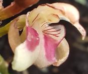 Orquídea Monje (Oeceoclades maculata) - 60 ml