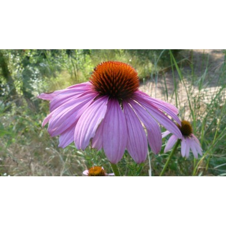 Equinácea (Echinacea purpurea) 60 ml