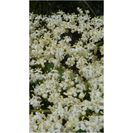 Saúco (Sambucus nigra) 60 ml