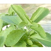 Stevia (Stevia rebaudiana) 12 ml