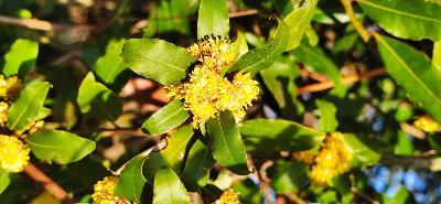 Laurel (Laurus nobilis) - 12 ml