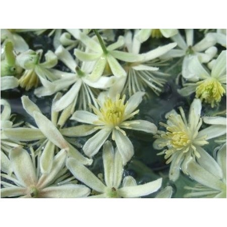 Clematis-6 (Clematis vitalba)   60 ml