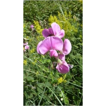 Guisante silvestre (Lathyrus latifolius) 60 ml