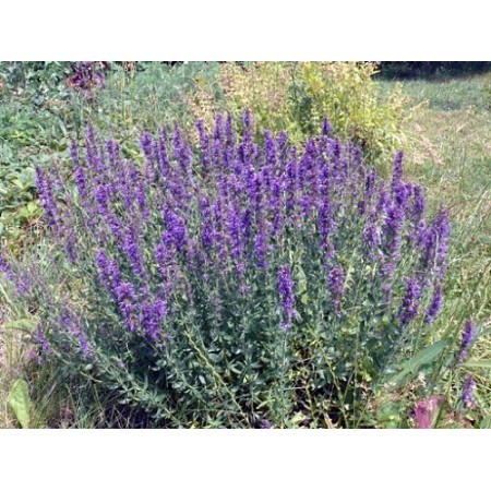 Hisopo (Hyssopus officinalis) 12 ml