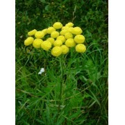 Tanaceto (Tanacetum vulgare) 12 ml