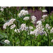 Valeriana (Valeriana officinalis) 12 ml