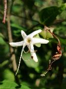Árbol del Destino (Clerodendron trichotomum var. fargesii) 12 ml