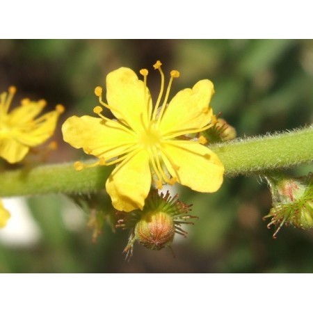 Agrimony (Agrimonia eupatoria) 60 ml