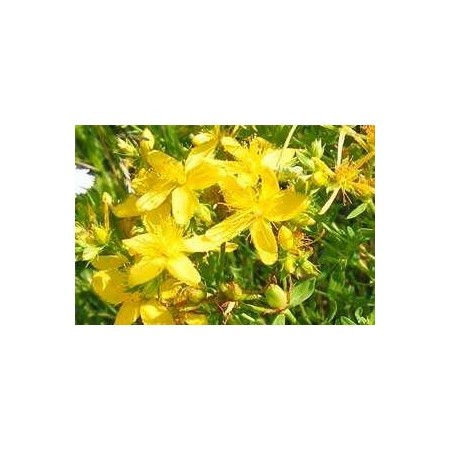 Hiperic (Hypericum perforatum) 60 ml