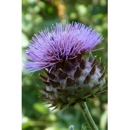 Alcachofa silvestre (Cynara cardunculus) 60 ml 