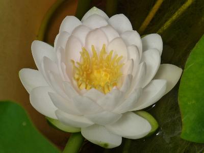 Nenúfar Blanco (Nymphaea alba) - 12 ml