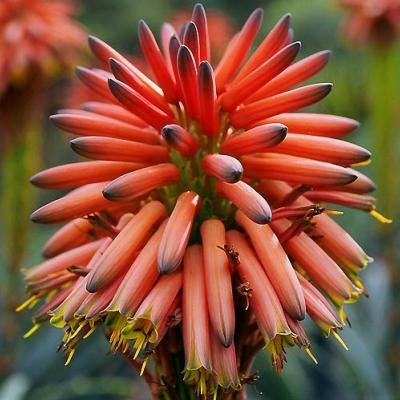 Aloe arborescente (Aloe arborescens) - 60 ml