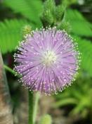 Sensitiva (Mimosa pudica) - 12 ml